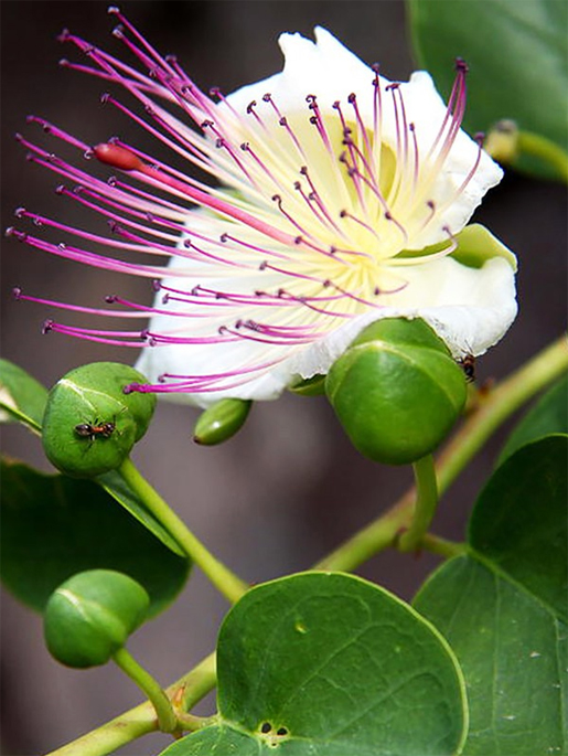 Capparis spinosa, Cappero Flinders Rose, Torkav kappar, Kapris